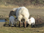 SX12874 Two white lambs drinking at mother sheep.jpg
